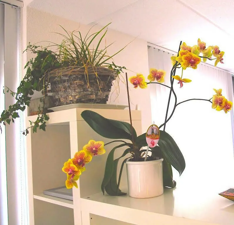 Apartment Ibiza Amsterdam 0*,  Niederlande